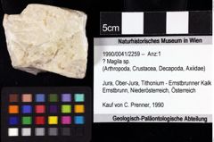 Foto (Objket + Etiketten) von ? Magila sp. 